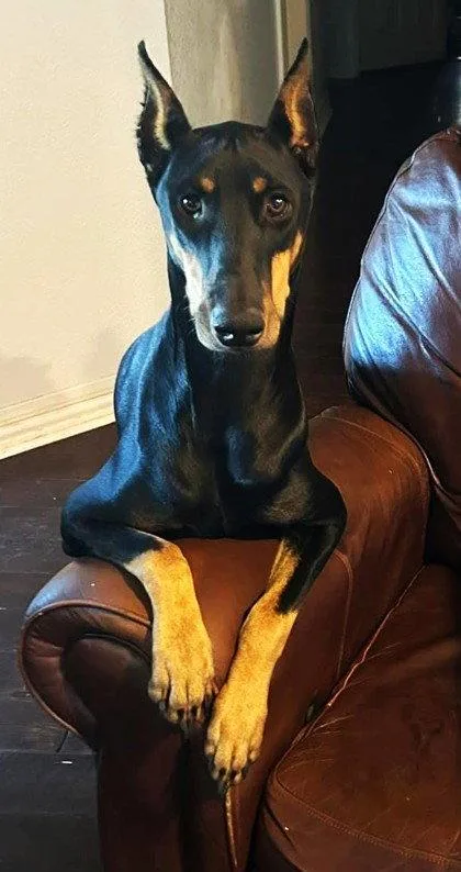 An adult large-sized female Doberman Pinscher dog named Raquel for adoption in Buffalo, MN