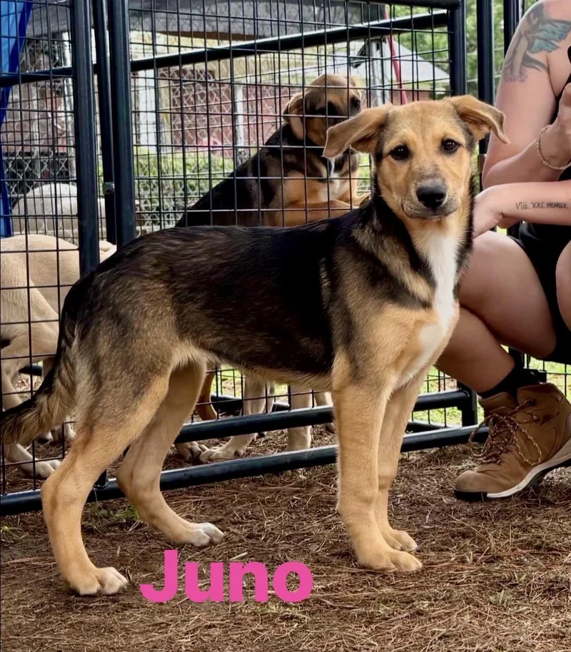 A baby medium-sized female Black Mouth Cur dog named Juno for adoption in Pembroke, MA