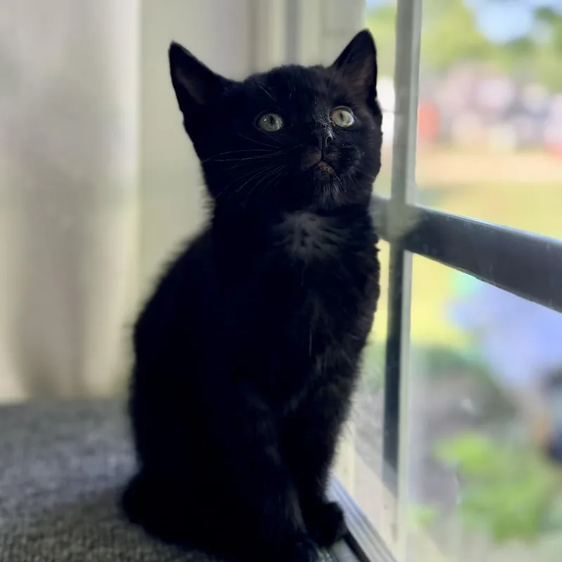 A baby small-sized male Black Domestic Short Hair cat named Peppercorn for adoption in Mebane, NC
