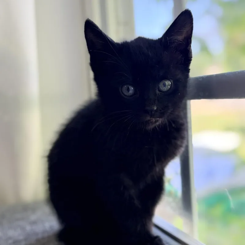 Peppercorn thumbnail 2