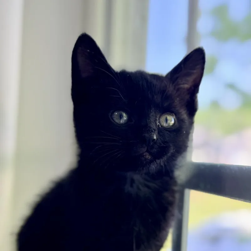 Peppercorn thumbnail 3