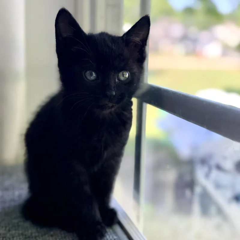 Peppercorn thumbnail 4