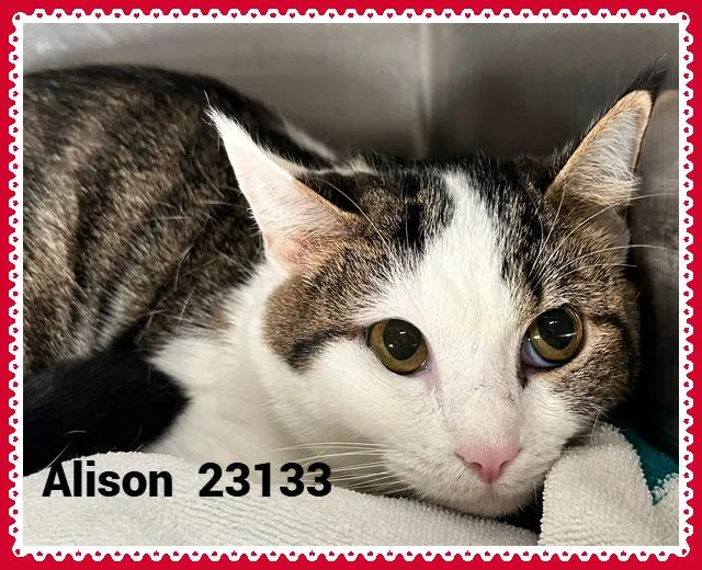 A young medium-sized female Brown / Chocolate Domestic Short Hair cat named Alison for adoption in Marietta, GA