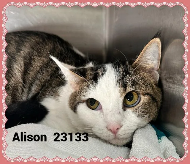 Alison thumbnail 2