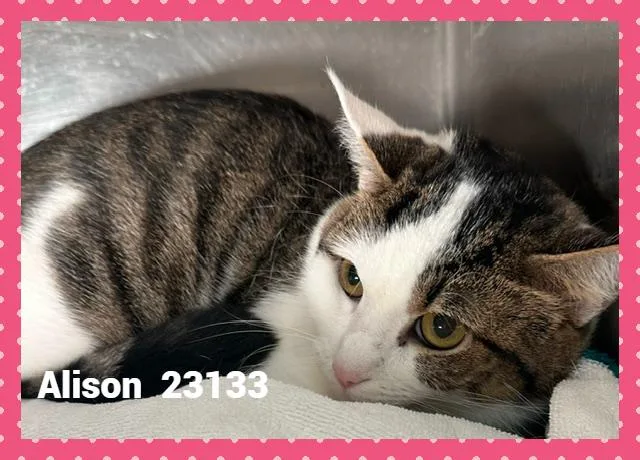 Alison thumbnail 3