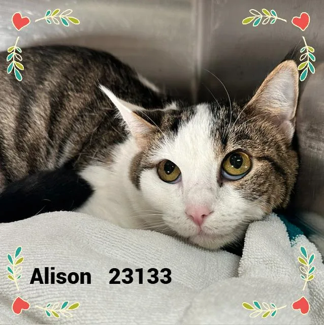 Alison thumbnail 4