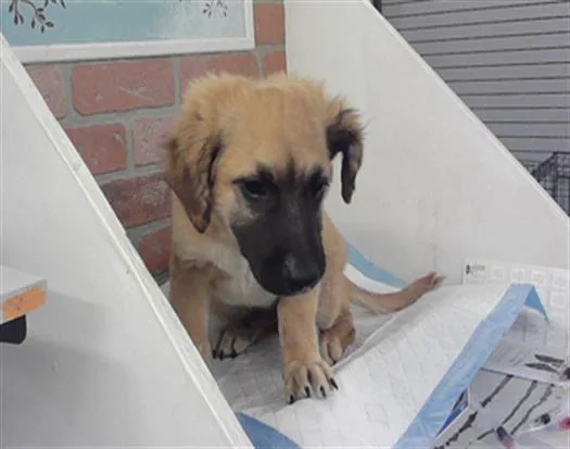 A baby small-sized male German Shepherd Dog dog named Cash for adoption in Houston, TX