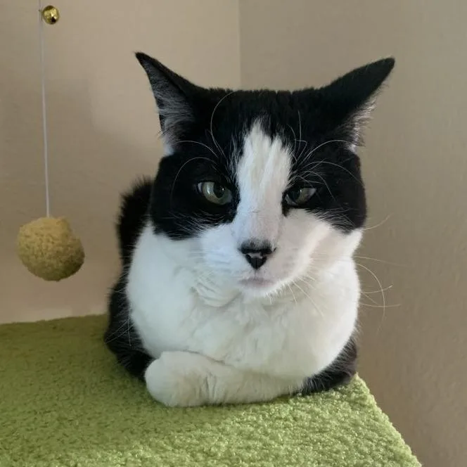 A senior small-sized female Black Domestic Short Hair cat named Milly for adoption in Laramie, WY