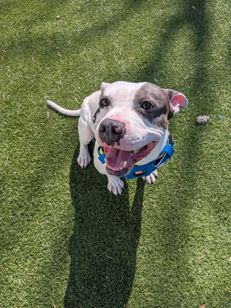 A young medium-sized male Mixed Breed dog named Bingo for adoption in Detroit, MI