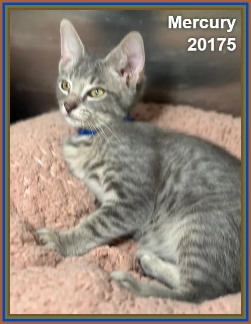 A baby medium-sized male Tabby (Gray / Blue / Silver) Domestic Short Hair cat named Mercury for adoption in Marietta, GA