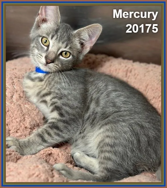 Mercury thumbnail 2