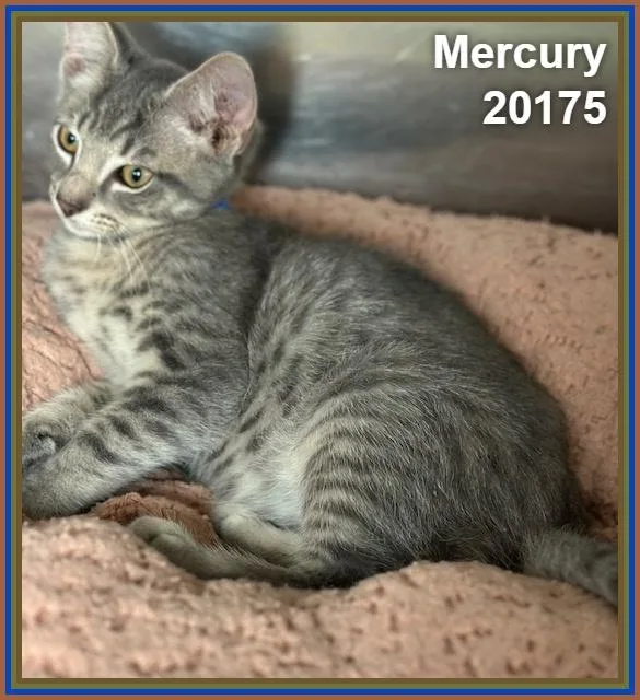 Mercury thumbnail 3