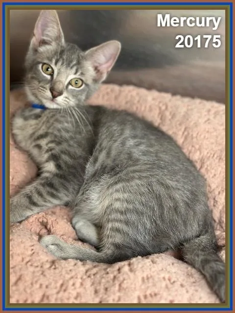 Mercury thumbnail 4