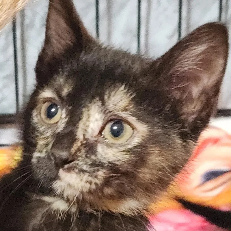 A baby small-sized female Tortoiseshell Domestic Short Hair cat named Venus K for adoption in Corsicana, TX