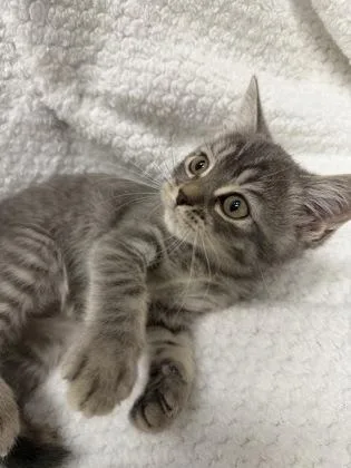 A baby medium-sized male Gray / Blue / Silver Domestic Short Hair cat named Legend for adoption in Tinley Park, IL