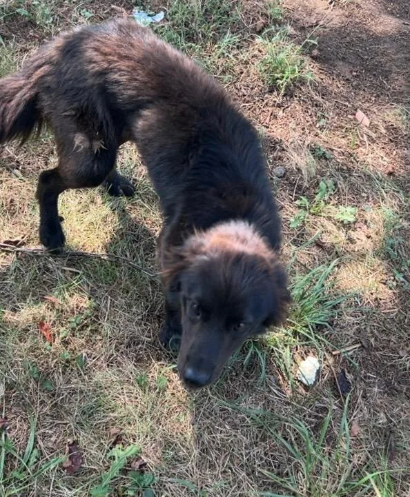 A young large-sized male Mixed Breed dog named Bear for adoption in Chickamauga , GA