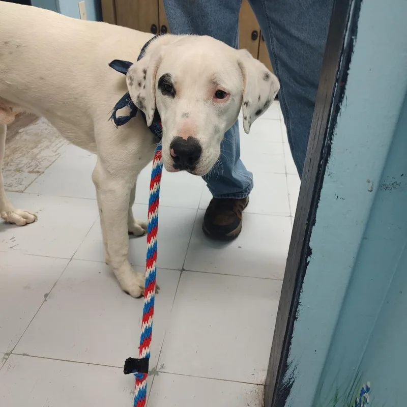 A young medium-sized male White / Cream Pointer dog named Brutus D for adoption in Corsicana, TX