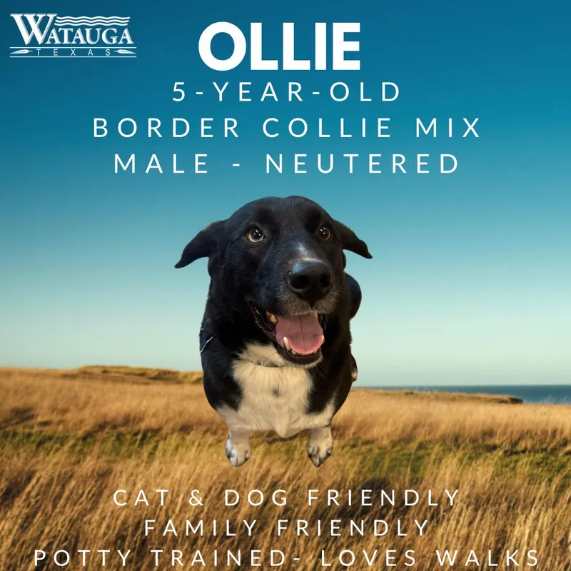 An adult medium-sized male Black Border Collie dog named Ollie for adoption in Watauga, TX