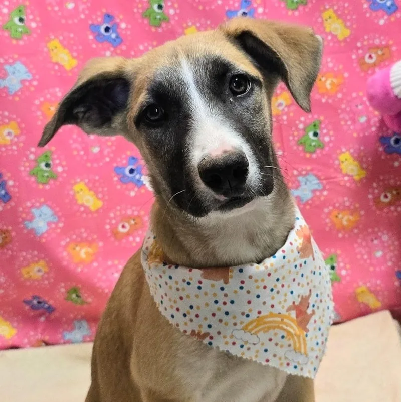 A baby medium-sized female Yellow / Tan / Blond / Fawn German Shepherd Dog dog named Kendall for adoption in Houston, TX