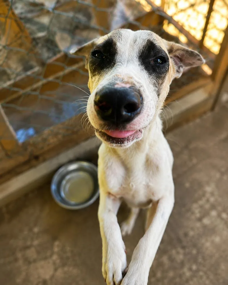 A baby small-sized male Tricolor (Brown, Black, & White) Retriever dog named Snoop Dogg for adoption in North Reading, MA