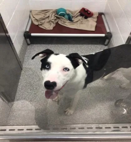 A baby large-sized male Siberian Husky dog named Corbin for adoption in Elmira, NY