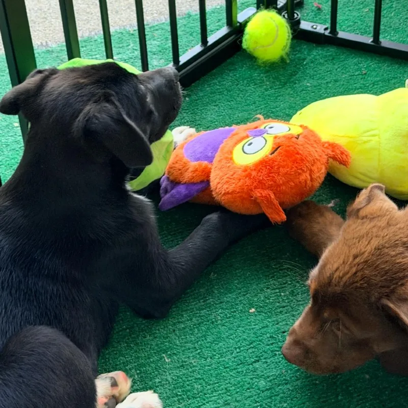 A baby large-sized female Black Mixed Breed dog named Habanero for adoption in Hemet, CA
