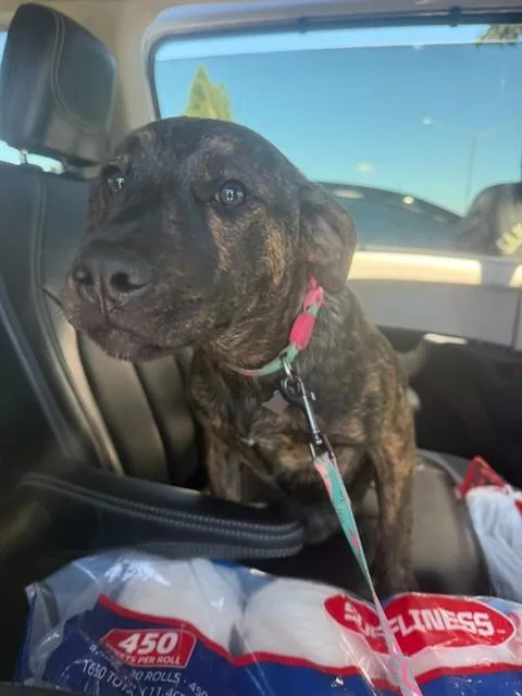 A baby small-sized female Pit Bull Terrier dog named A for adoption in Stockton, CA