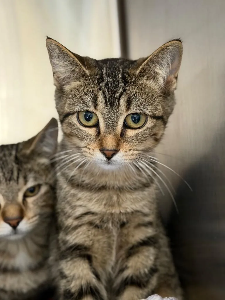 A baby medium-sized male Domestic Short Hair cat named Celcius for adoption in Menomonie, WI