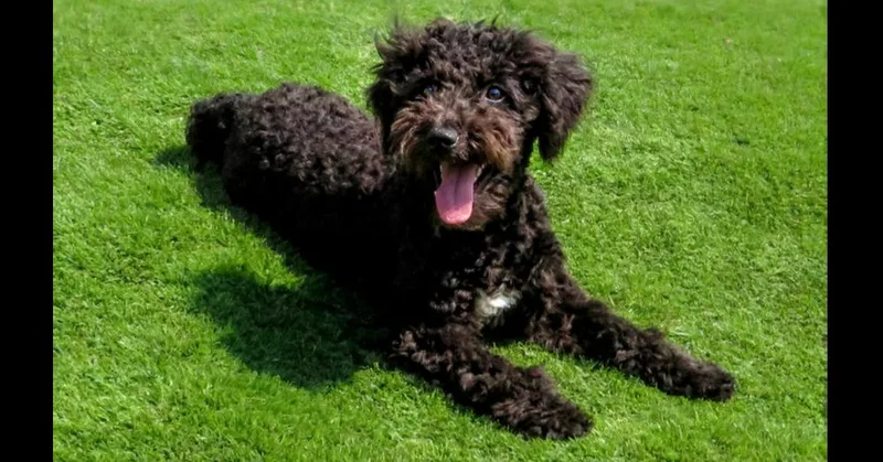 A baby medium-sized male Black Wheaten Terrier dog named Chester for adoption in Crown Point, IN