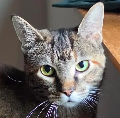 An adult medium-sized female Domestic Short Hair cat named Meme for adoption in Verona, WI