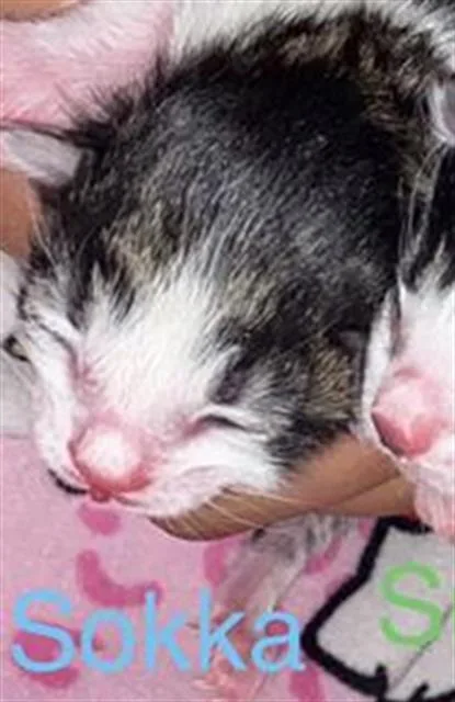 A baby medium-sized female Domestic Short Hair cat named Sokka for adoption in Dallas, TX