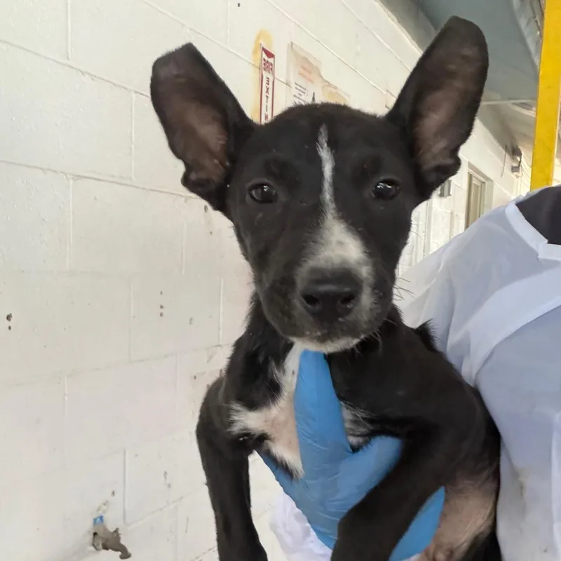 A baby small-sized female Pit Bull Terrier dog named Clefa for adoption in Edinburg, TX