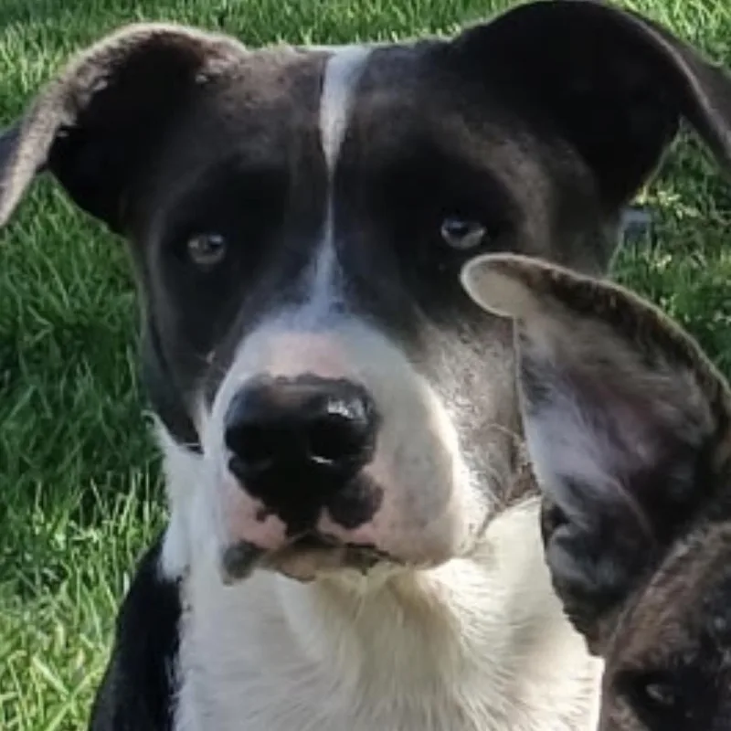 A young medium-sized female White / Cream Mixed Breed dog named FWT Pressa for adoption in Midland, TX