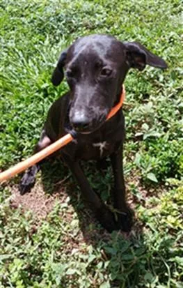 A baby small-sized female English Coonhound dog named Ashhollow for adoption in Fort Lauderdale, FL