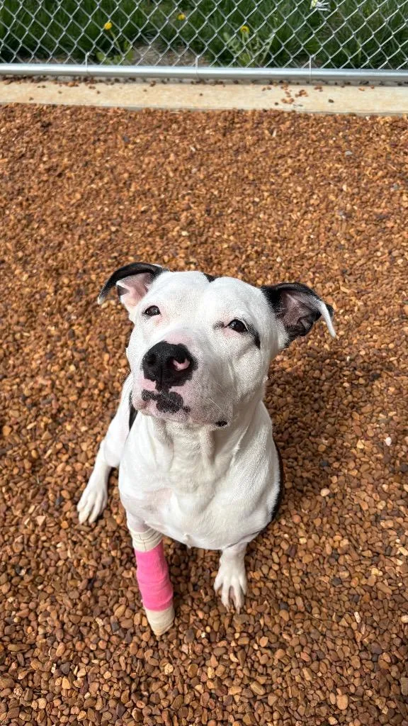 A young medium-sized female Pit Bull Terrier dog named Daisy for adoption in Clarksville, TN