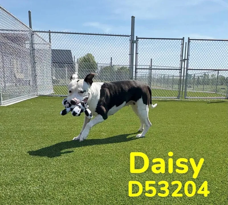 Daisy thumbnail 2