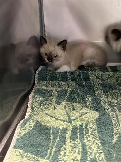 A baby small-sized male Siamese cat named Blue for adoption in Santa Cruz, CA