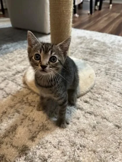 An adult small-sized male Domestic Short Hair cat named Toyota for adoption in Honolulu, HI