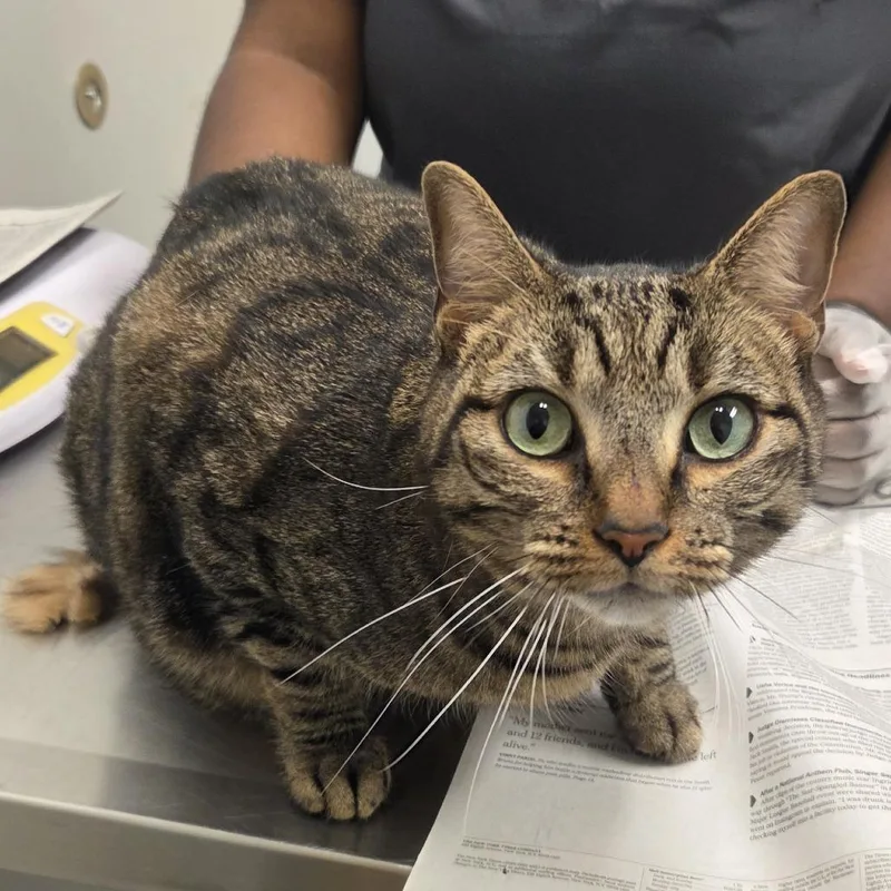 An adult large-sized female Brown / Chocolate Domestic Short Hair cat named Bonita for adoption in Jacksonville, FL