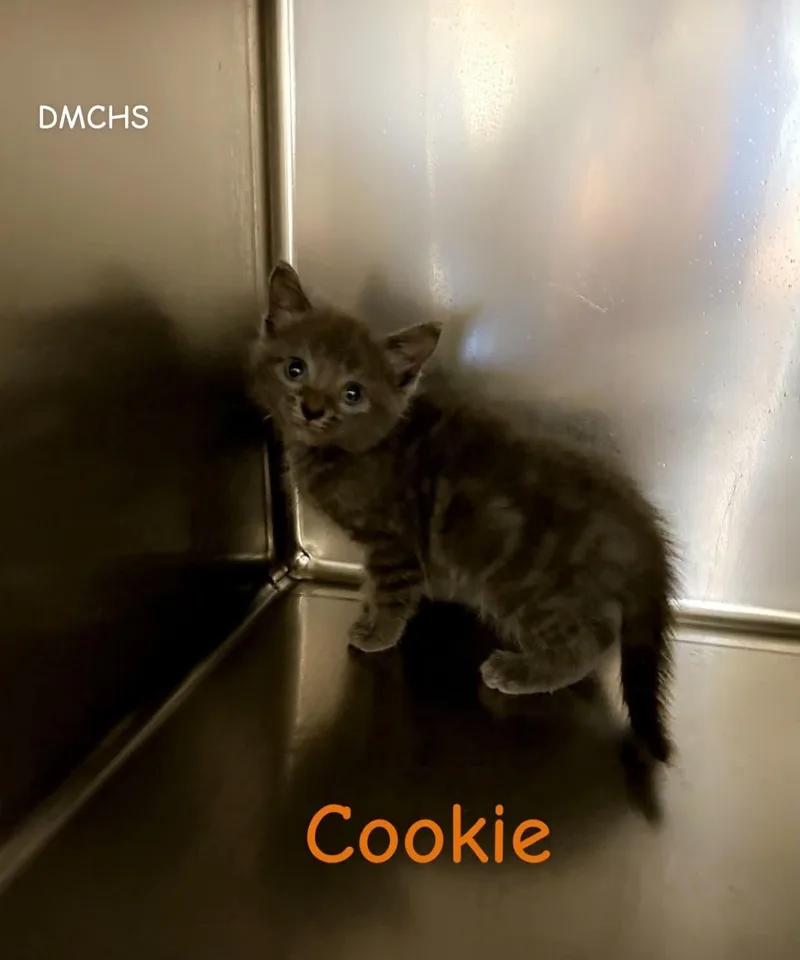 A baby small-sized female Gray / Blue / Silver Domestic Short Hair cat named Cookie for adoption in Burlington, IA