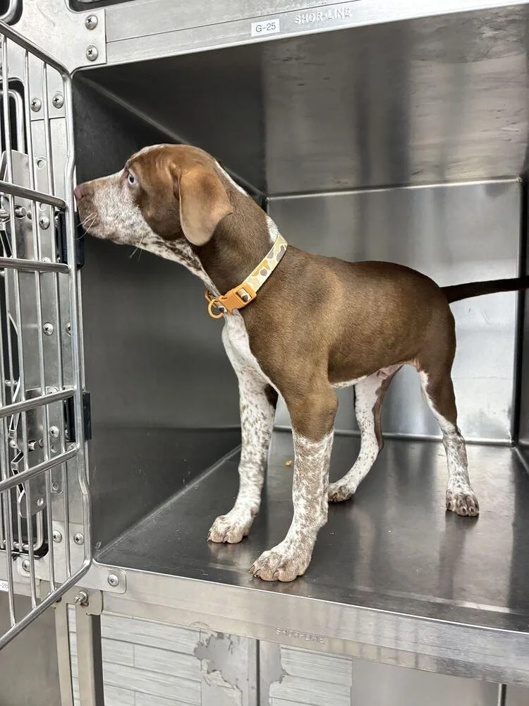 A baby small-sized male Pointer dog named Blue for adoption in Marietta, GA