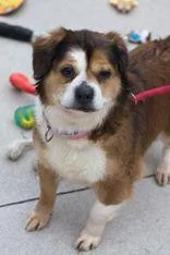 A senior medium-sized female Brown / Chocolate Mixed Breed dog named Lala for adoption in Manitowoc, WI