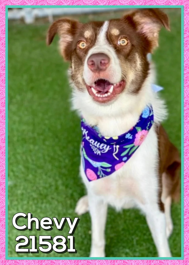 Chevy