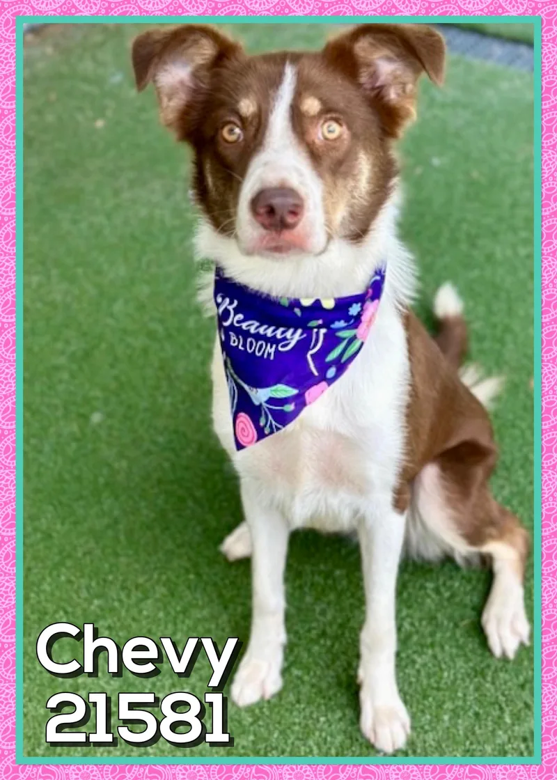 Chevy thumbnail 2