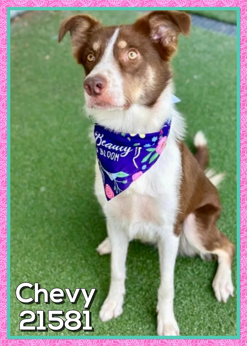 Chevy thumbnail 4