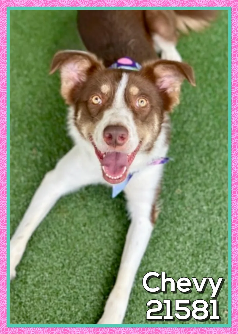 Chevy thumbnail 5