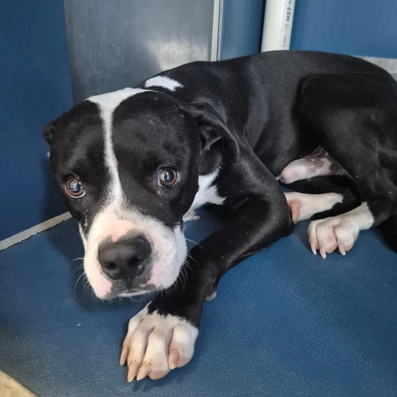 A young small-sized male Black Pit Bull Terrier dog named Bucky for adoption in Yuma, AZ