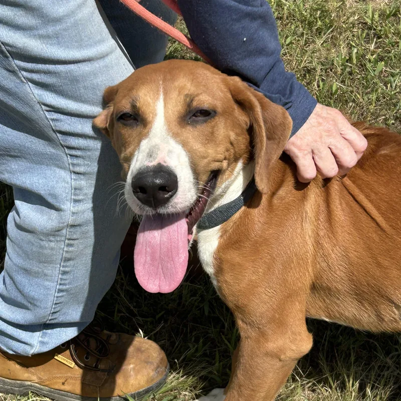 An adult medium-sized female Hound dog named Lilac for adoption in Charles City, VA