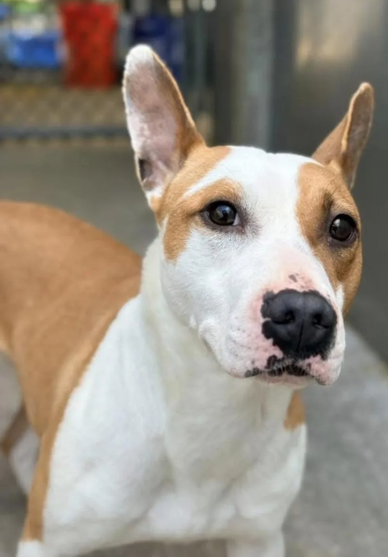 An adult medium-sized female Yellow / Tan / Blond / Fawn Pit Bull Terrier dog named Doll for adoption in Chicago, IL
