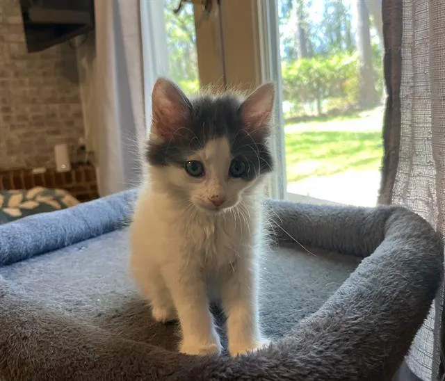 A baby small-sized female Domestic Medium Hair cat named Poppy for adoption in Charlotte, NC